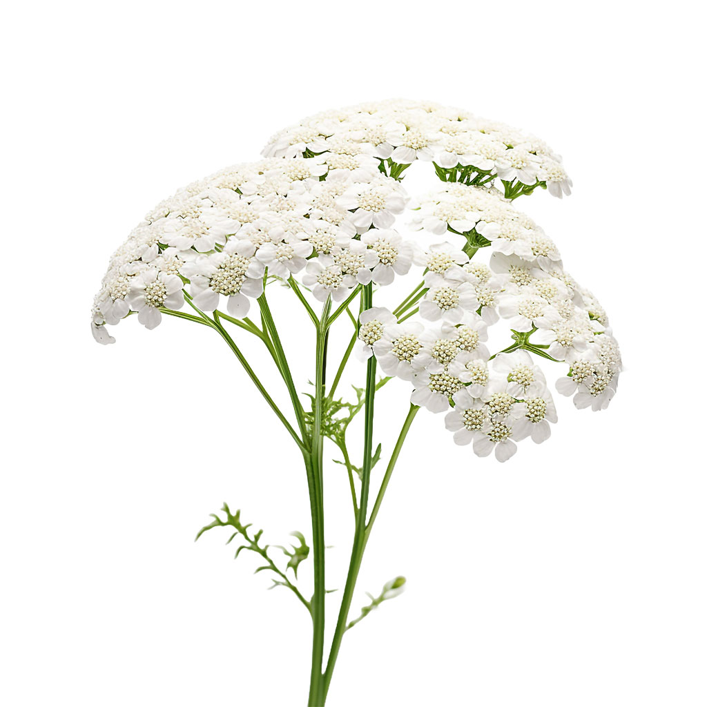 Бял равнец