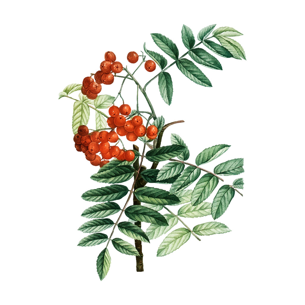 Глог